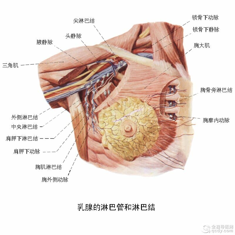 女子患浆细胞性乳腺炎溃烂不愈 年轻女性高发多因乳管畸形