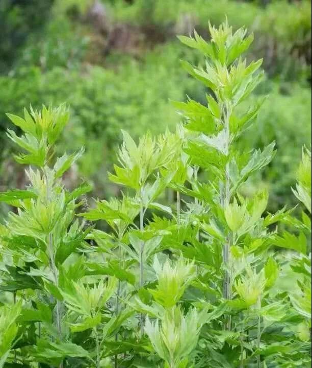 所以艾草也称"灸草",又有"医草","百草之王"之称.