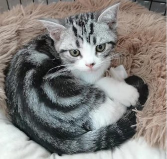徐州市传染病医院感染性疾病科张凤池提醒:猫咪虽可爱,撸猫有危险