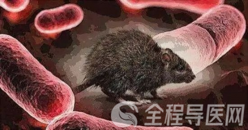 鼠疫如何防控？徐州疾控为你科普